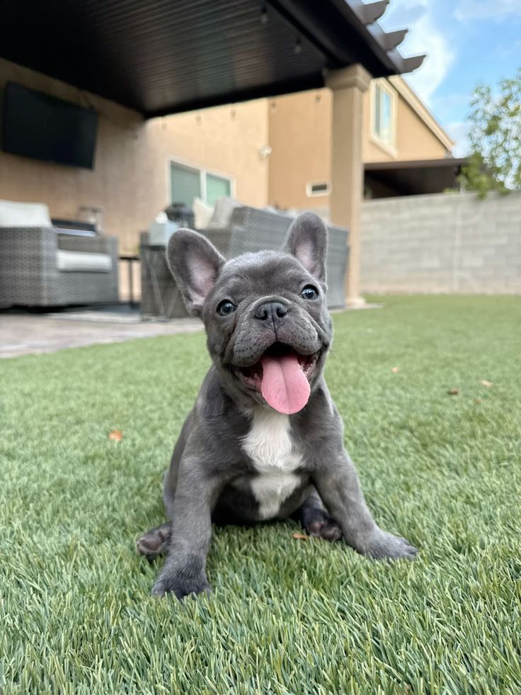Cucciolo di Bulldog Francese blu sul prato